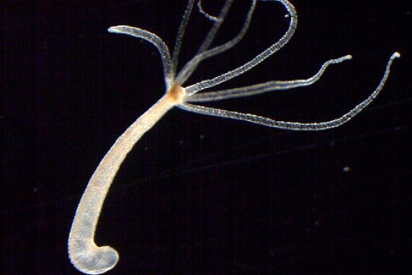 Kraken наркотики сайт