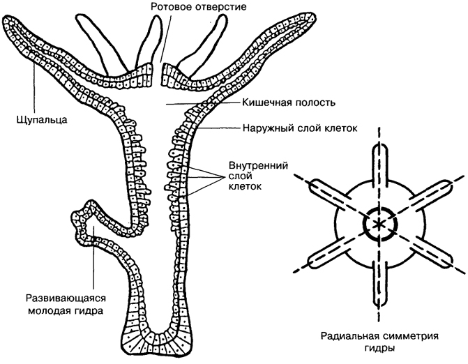 Kraken фейк сайт